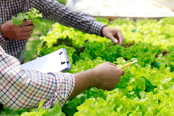 Workers testing and collecting environment data from lettuce organic hydroponic vegetable at greenhouse farm garden.